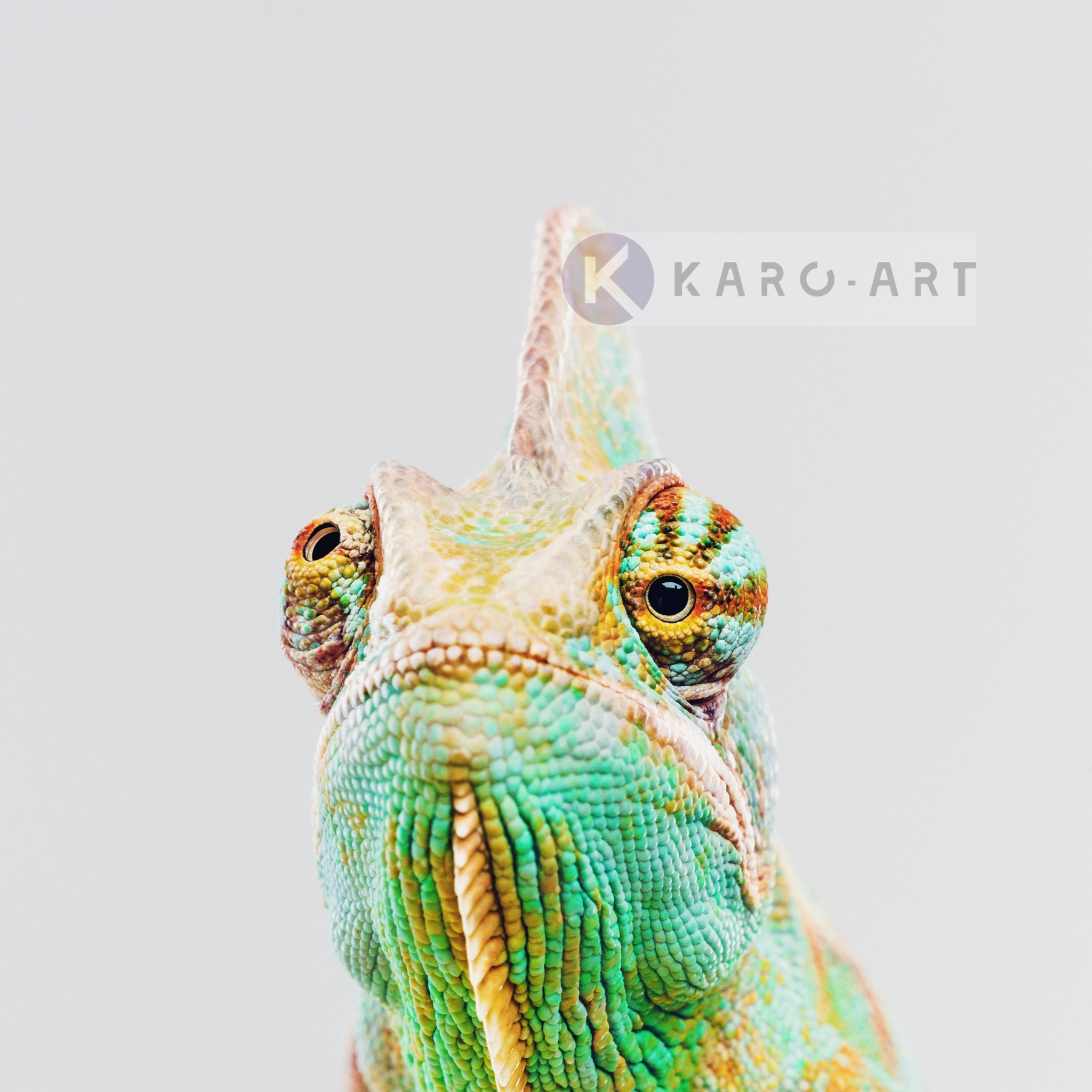 Afbeelding op acrylglas - Kameleon ,Groen geel , 3 maten , Premium print