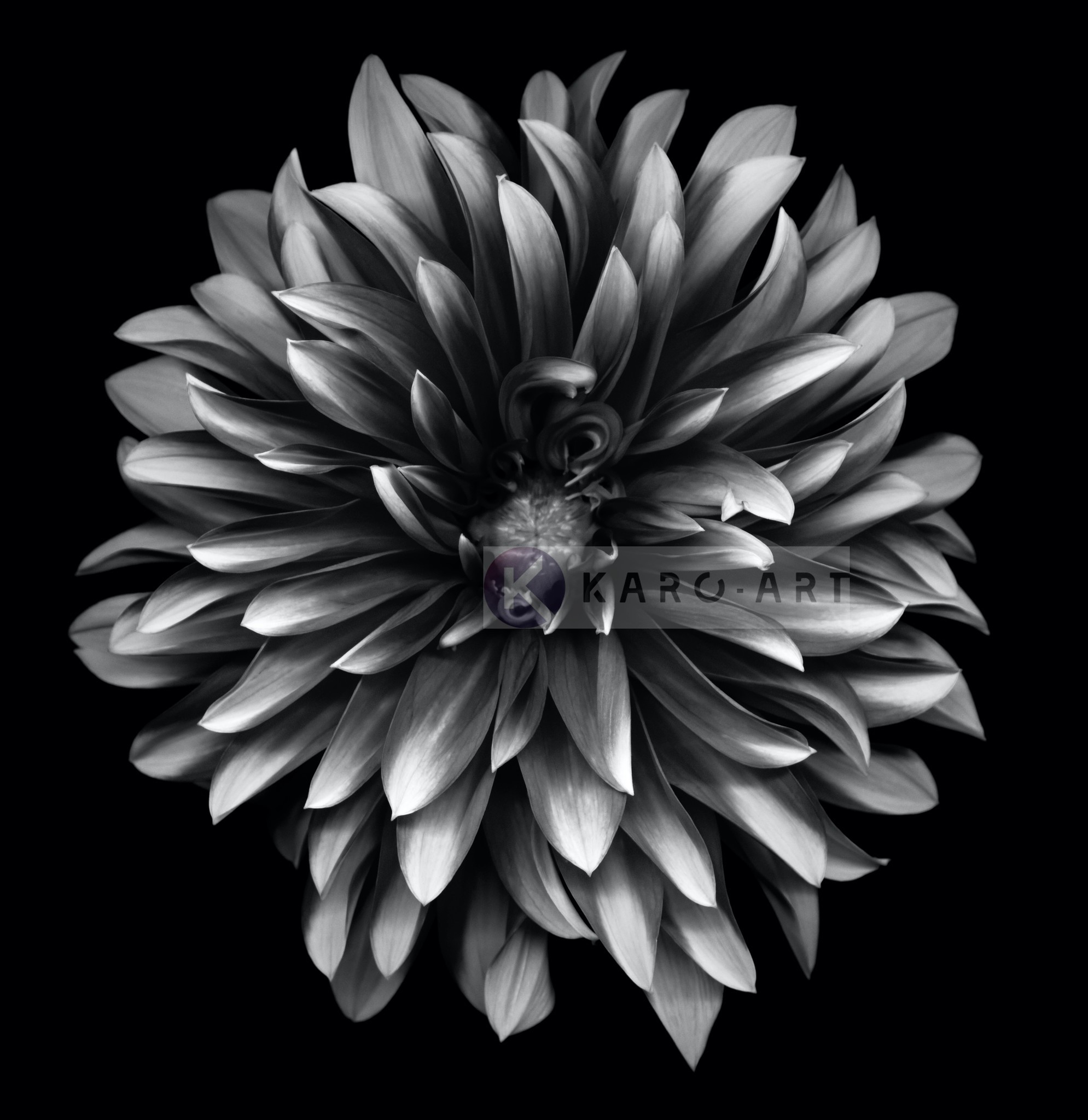Afbeelding op acrylglas - Dahlia Zwart-Wit