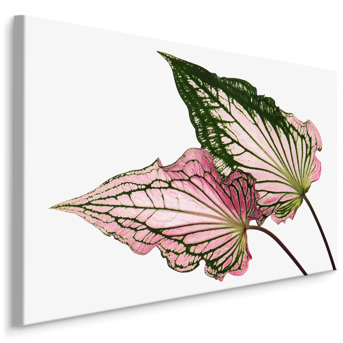 Schilderij - Caladium Bladeren, Groen/roze, premium Print