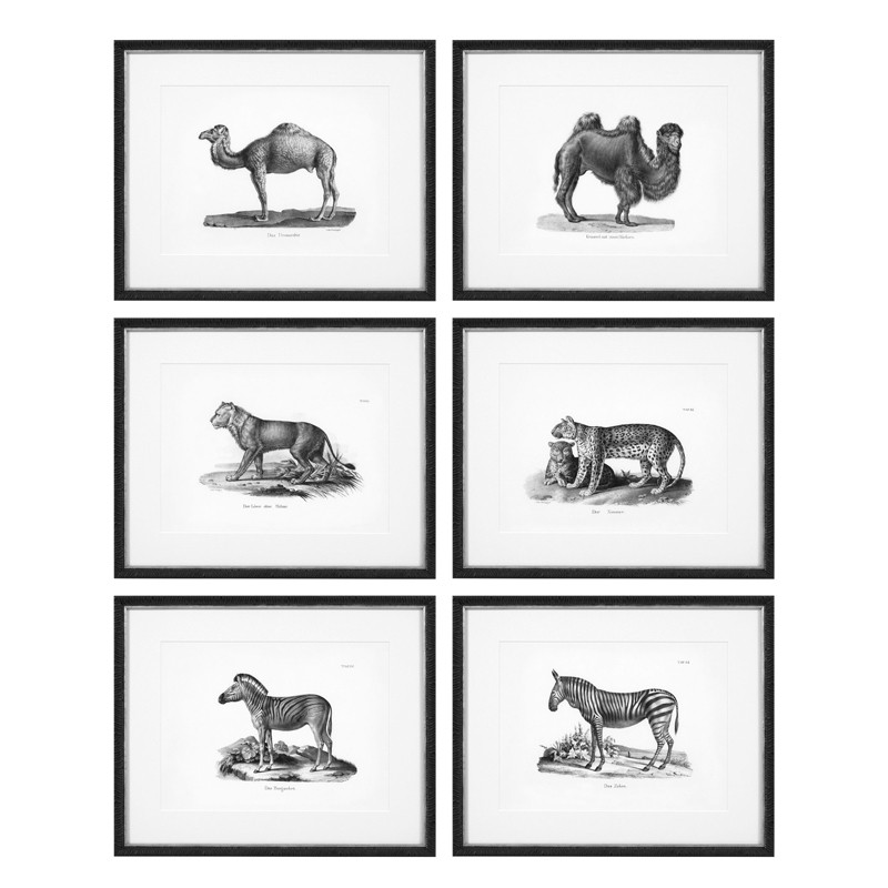 Комплект постеров Eichholtz Prints Historical Animals set of 6
