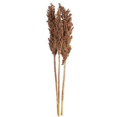 Droogbloemen Indian Corn 3 stuks - koperkleurig - 70 cm - Leen Bakker