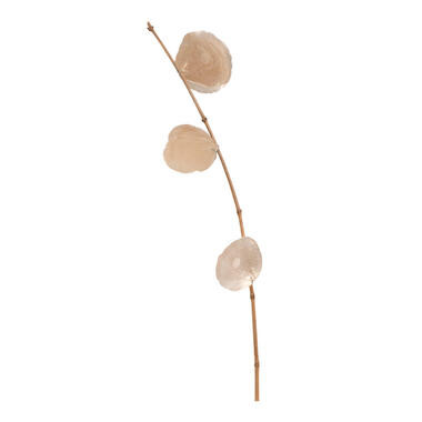 Droogbloemen tak Capiz - goud - 78 cm - Leen Bakker