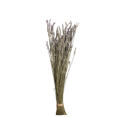 Droogbloemen Lavendel - paars - 58 cm - Leen Bakker