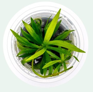 Easy Grow - 31 Helanthium Bolivianum