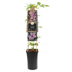Grootbloemige Clematis Hagley Hybrid 120 cm klimplant