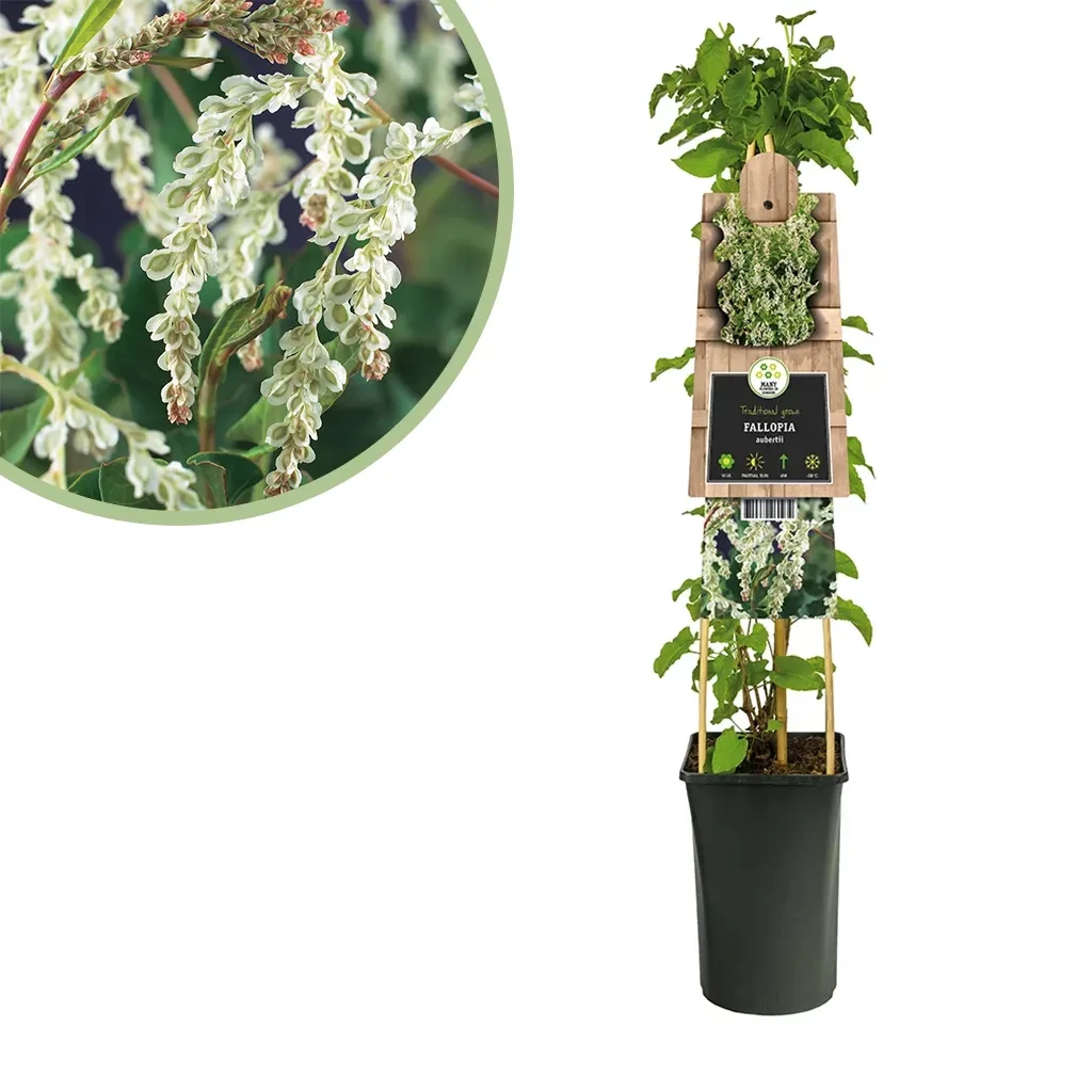 Bruidssluier plant - Fallopia Aubertii - P 16 cm