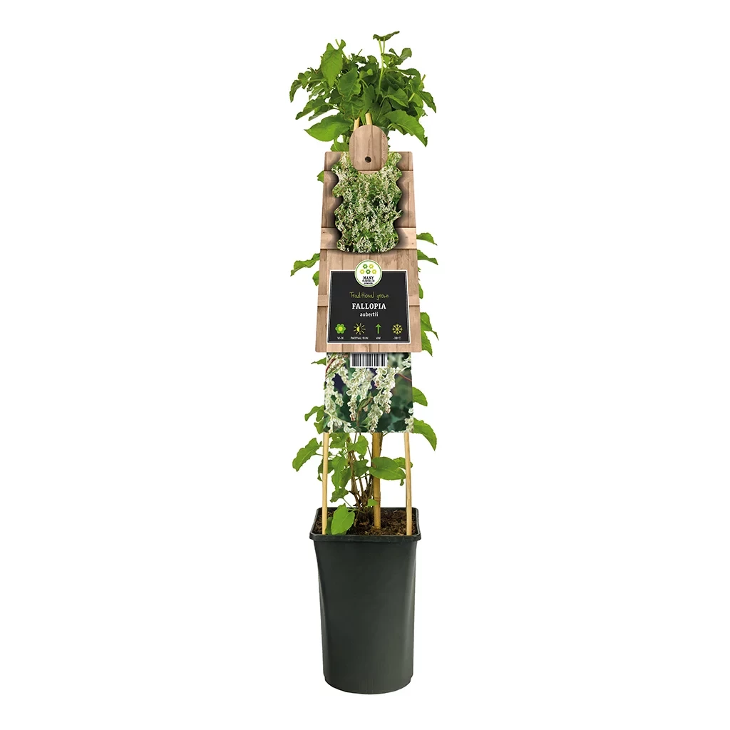 Bruidssluier plant (Fallopia Aubertii) - P 16 cm