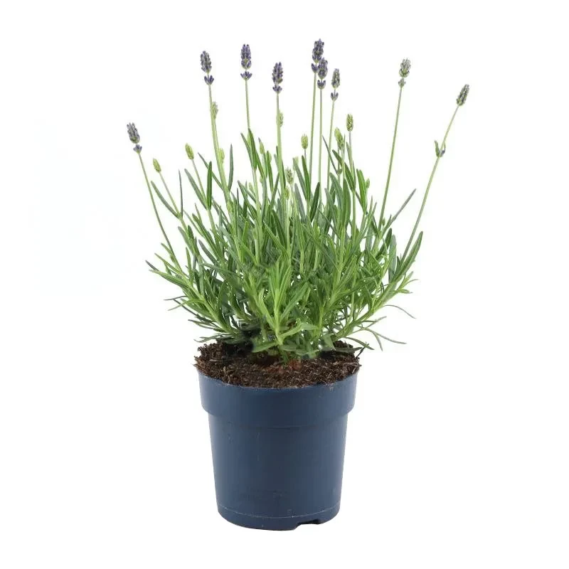 Lavandula - Lavendel plant - P12