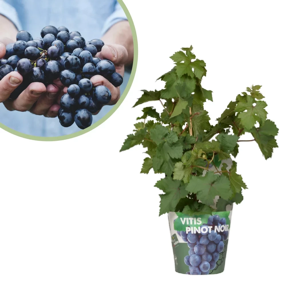 Vitis Pixie Pinot Noir - Druivenplant - P14