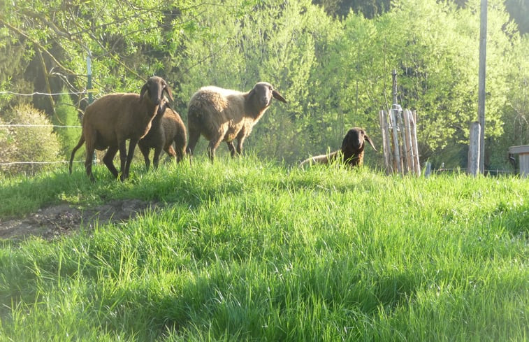 Natuurhuisje in Friesenried