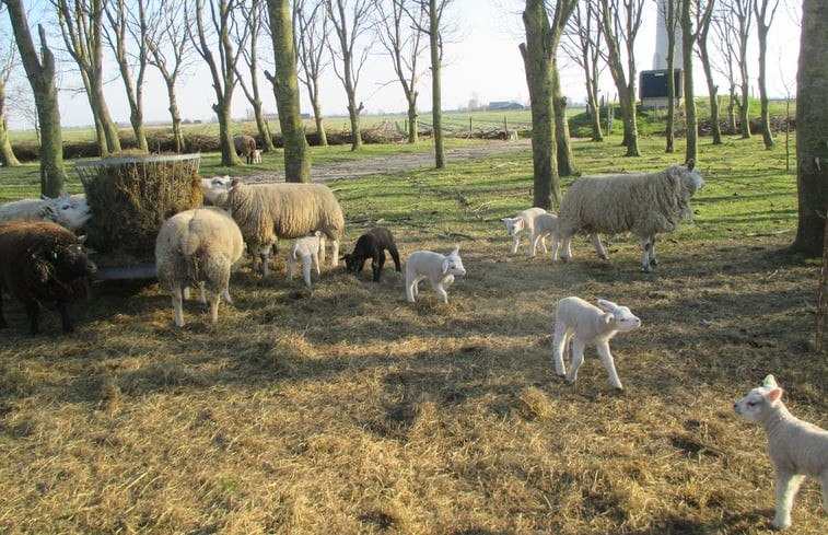 Natuurhuisje in Haringhuizen