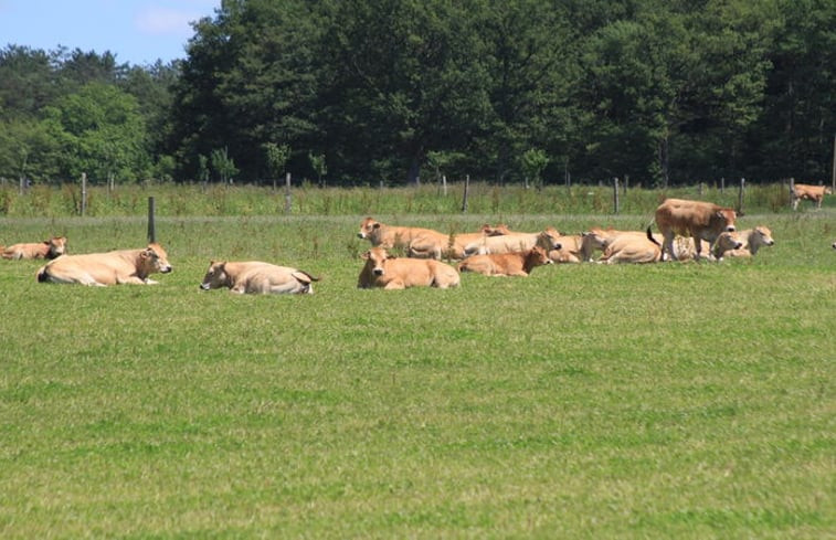 Natuurhuisje in méry-es-bois