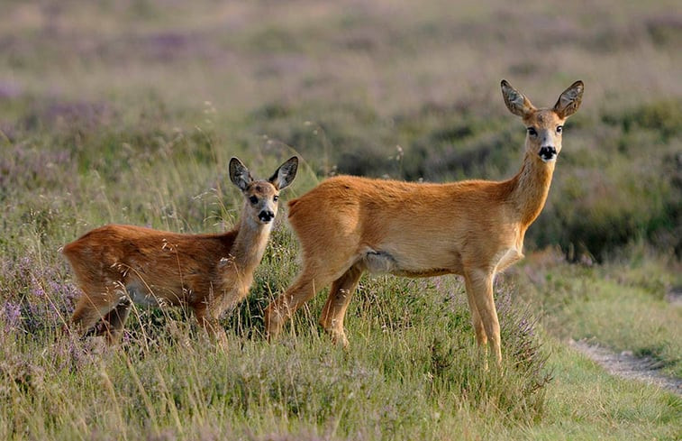 Natuurhuisje in Giethmen (Ommen)