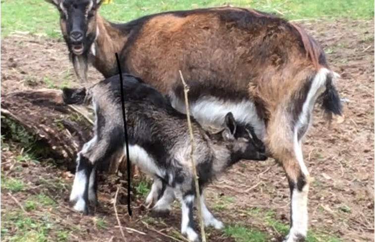 Natuurhuisje in Lavernat