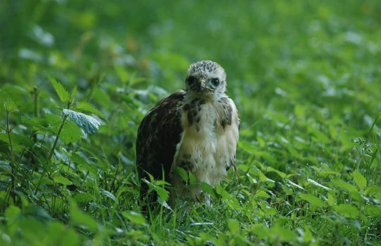 Natuurhuisje in Nietap