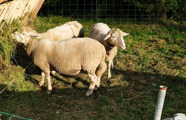 Natuurhuisje in Vogt-Grund