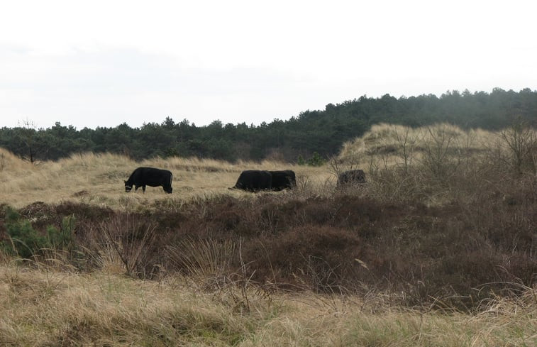 Natuurhuisje in Schoorl