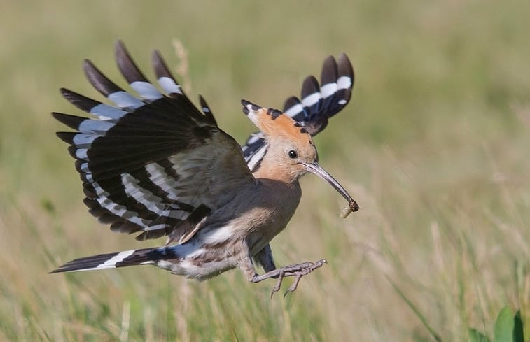 Natuurhuisje in Tiszagyenda