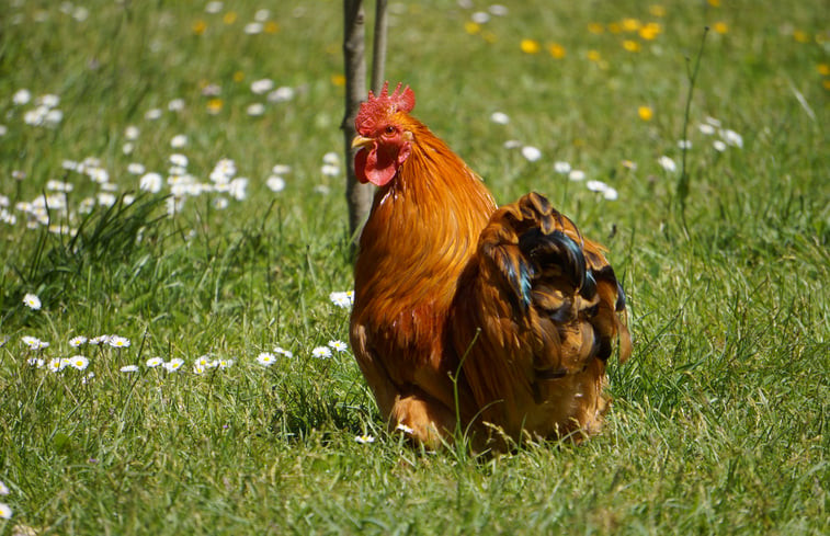 Natuurhuisje in Saint Laurent sur Gorre