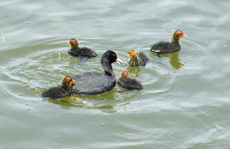 Natuurhuisje in Idsegahuizum (Makkum)