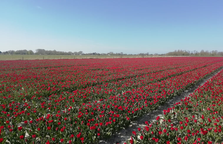 Natuurhuisje in Schoorl