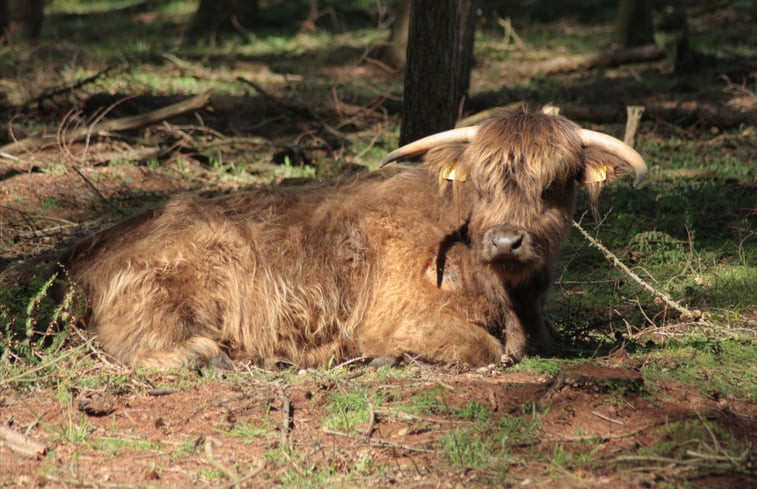 Natuurhuisje in De Moer