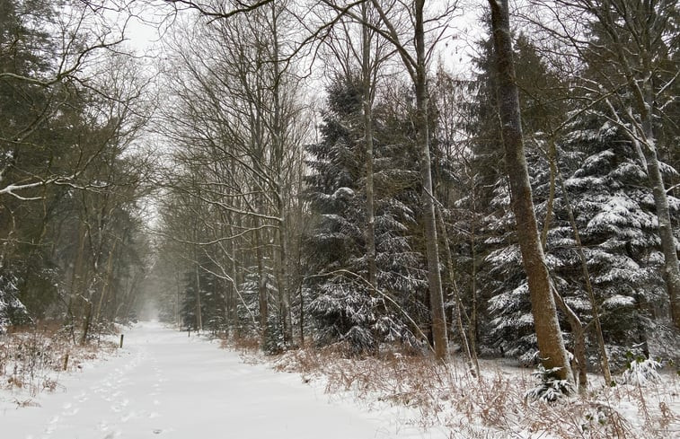 Natuurhuisje in Hollandscheveld