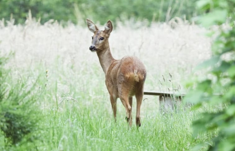 Natuurhuisje in Ommen