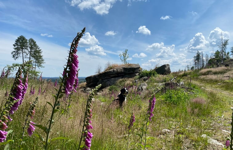 Natuurhuisje in Wernigerode