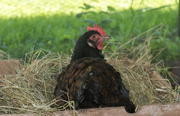 Natuurhuisje in Wijhe