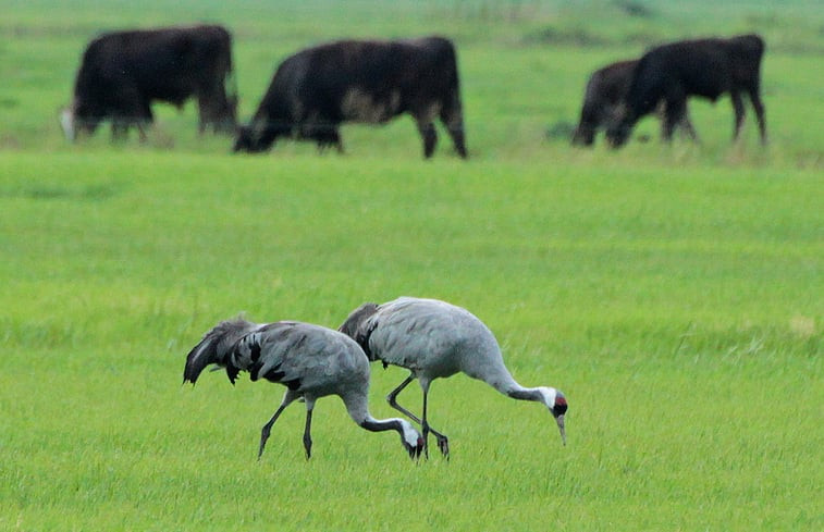 Natuurhuisje in Ansen