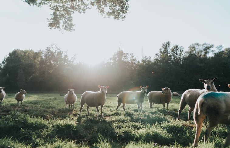 Natuurhuisje in Oelegem