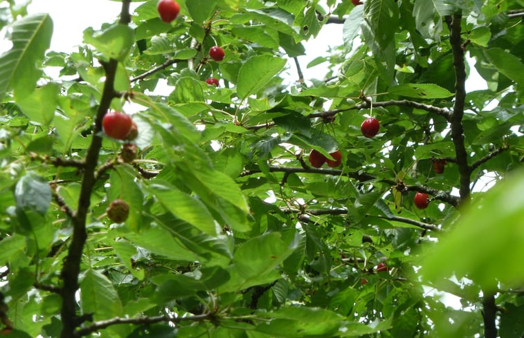 Natuurhuisje in Doische