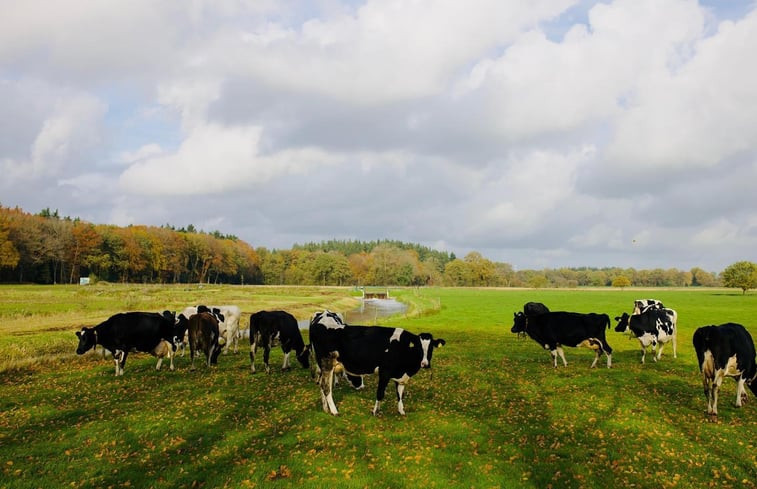 Natuurhuisje in Zuidwolde