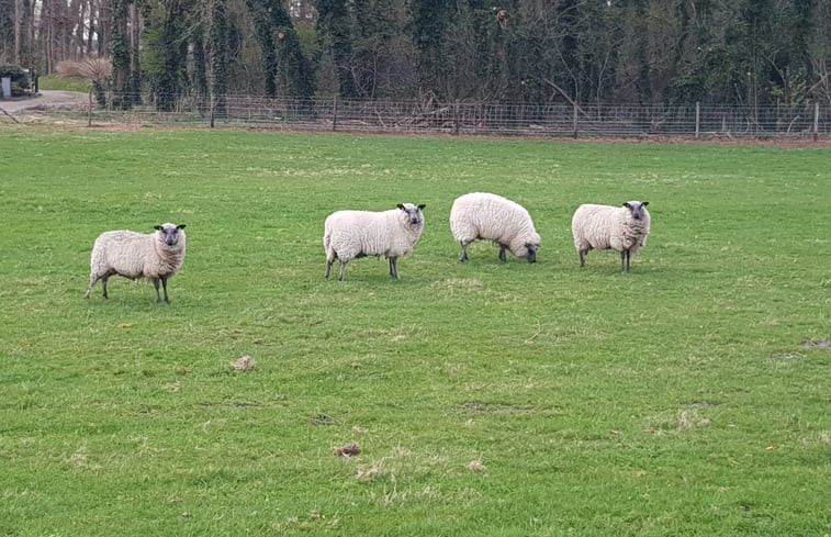 Natuurhuisje in Hattemerbroek