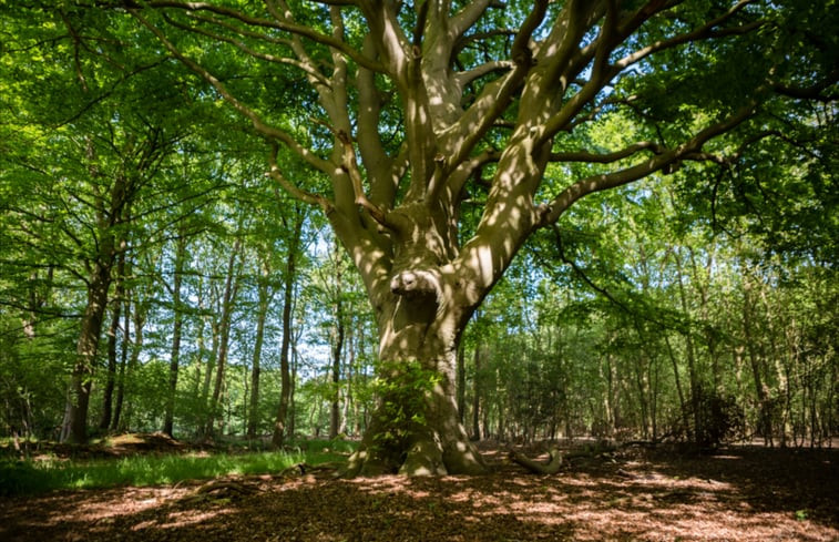 Natuurhuisje in Ermelo