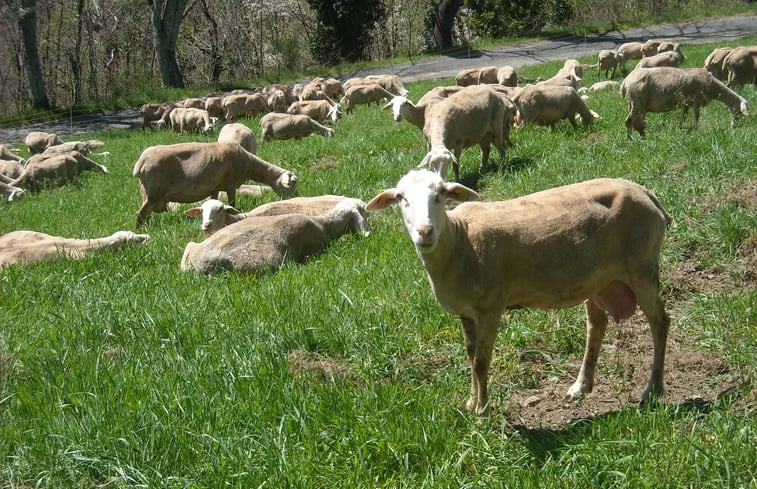 Natuurhuisje in Prats de Mollo