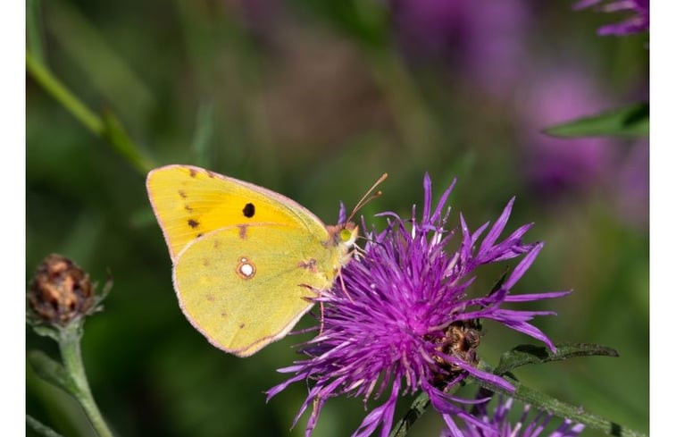 Natuurhuisje in Lubersac