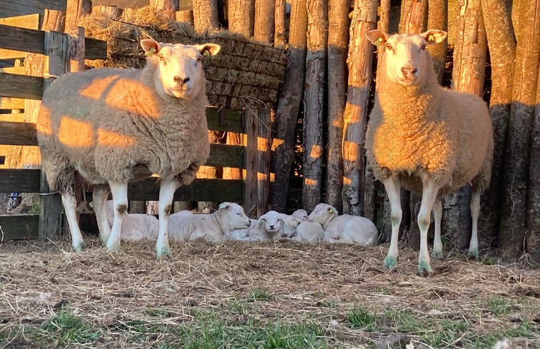 Natuurhuisje in Den Burg