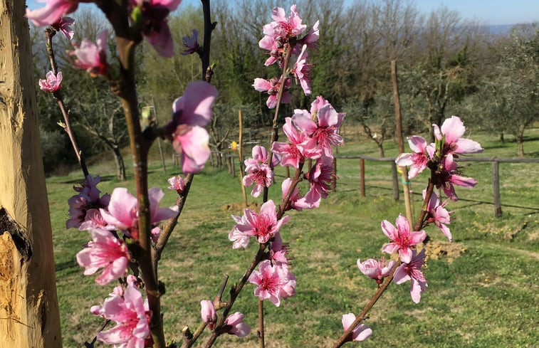 Natuurhuisje in Amelia - Porchiano del Monte