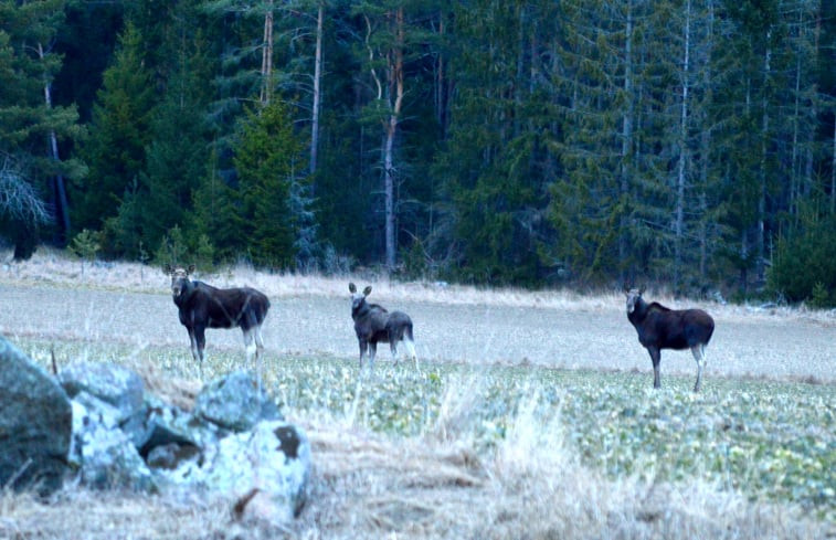 Natuurhuisje in Örsundsbro