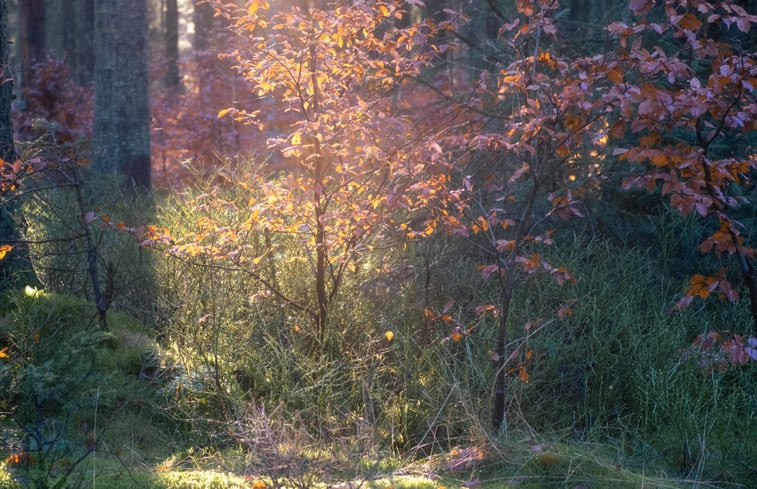 Natuurhuisje in Schleiden