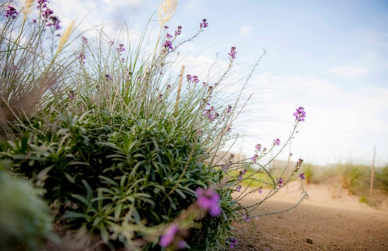 Natuurhuisje in Callantsoog