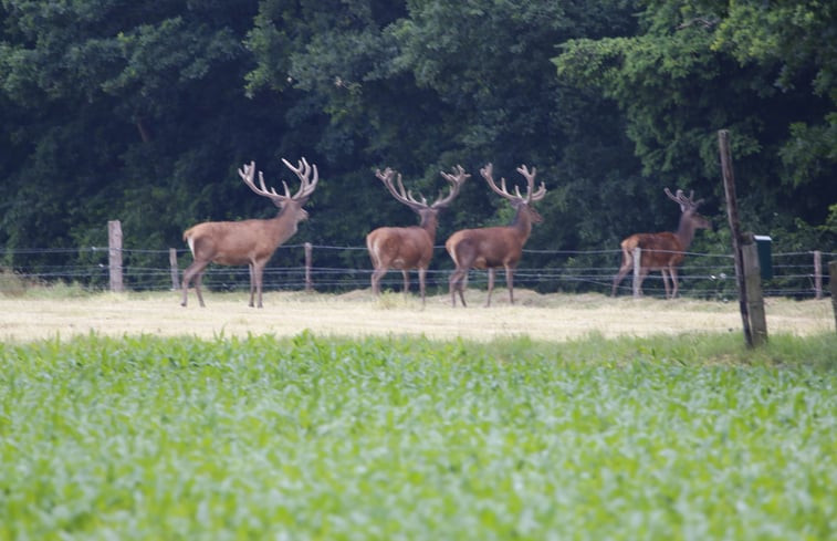 Natuurhuisje in Epe