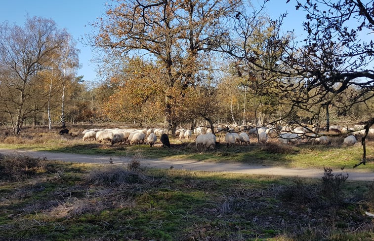 Natuurhuisje in Holten