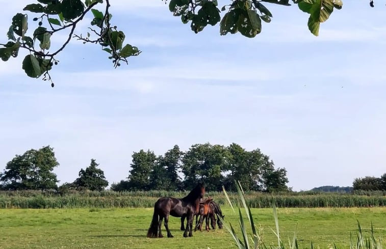 Natuurhuisje in Oudega