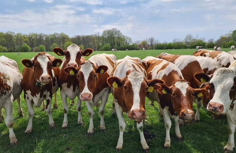 Natuurhuisje in Geesteren