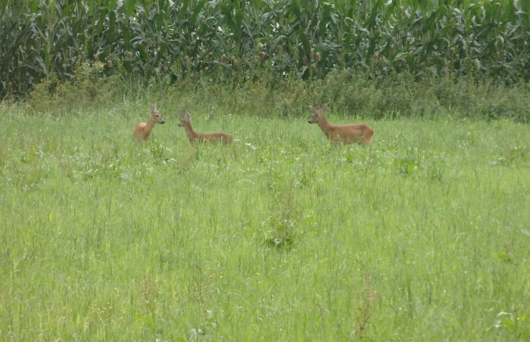 Natuurhuisje in Borculo