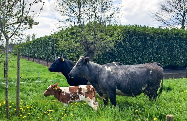 Natuurhuisje in Nijkerkerveen