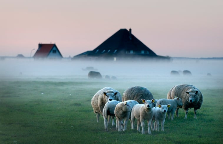 Natuurhuisje in Schoorl